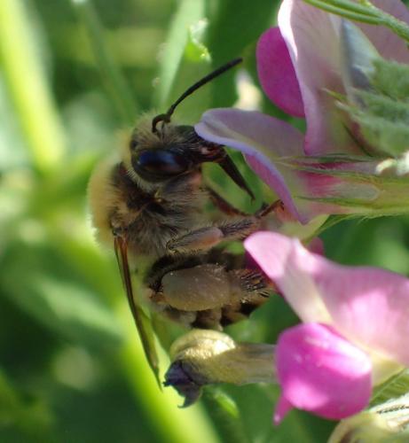 Réf. 283 481 : Eucera sp.